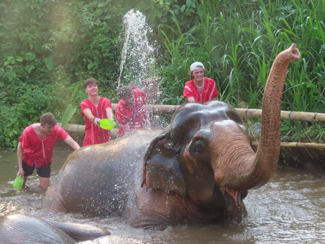 Bamboo Elephant Family Care
