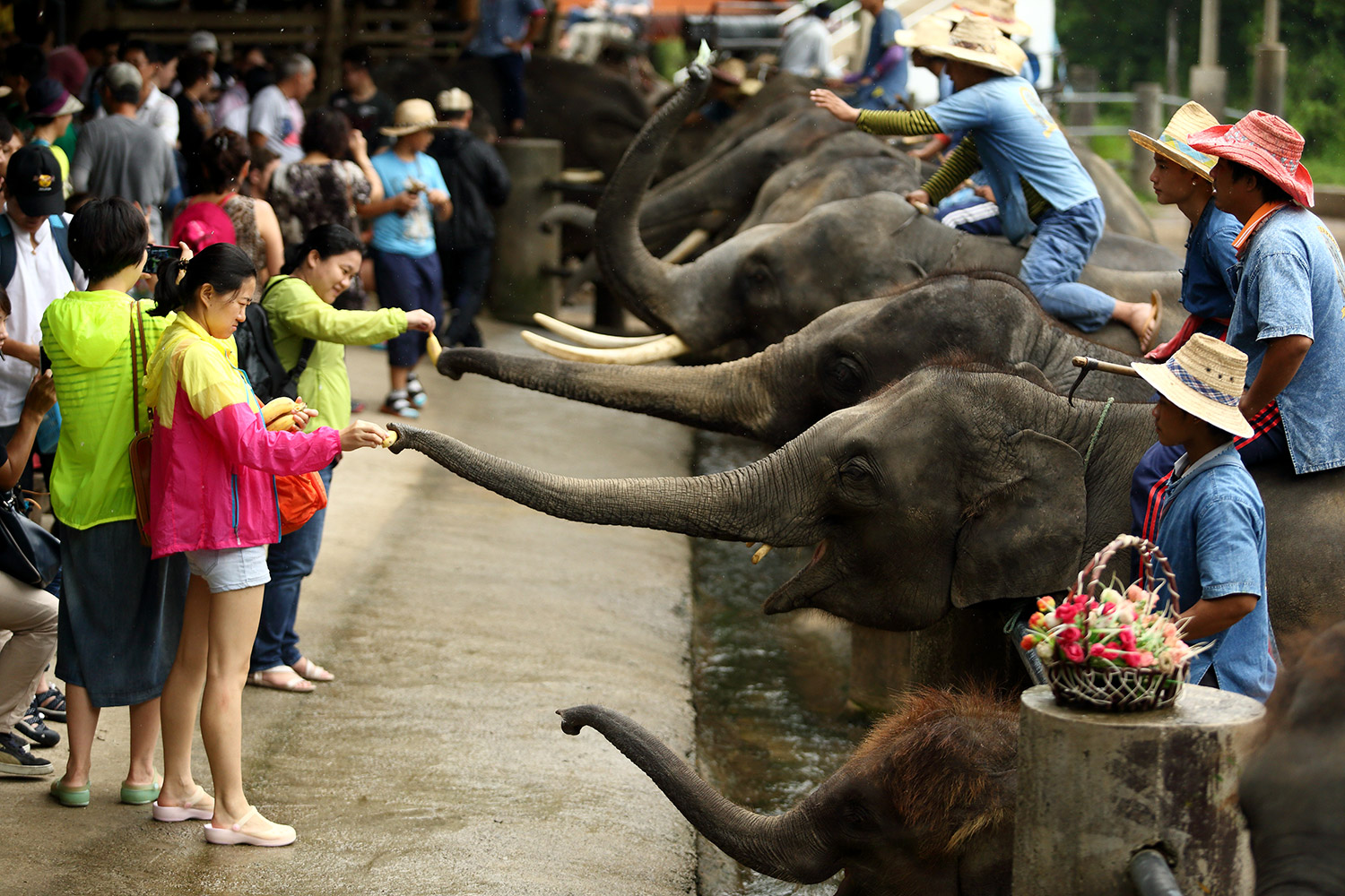 ปางช้างแม่แตง Maetaeng Elephant Park & Clinic