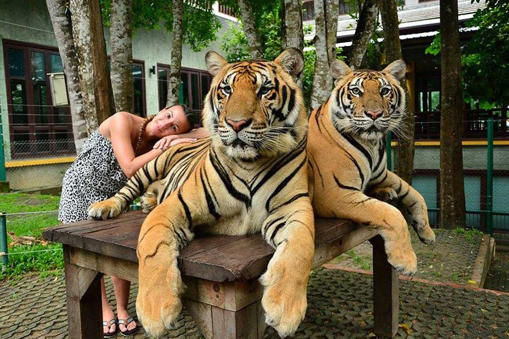 Tiger Kingdom Chiang Mai