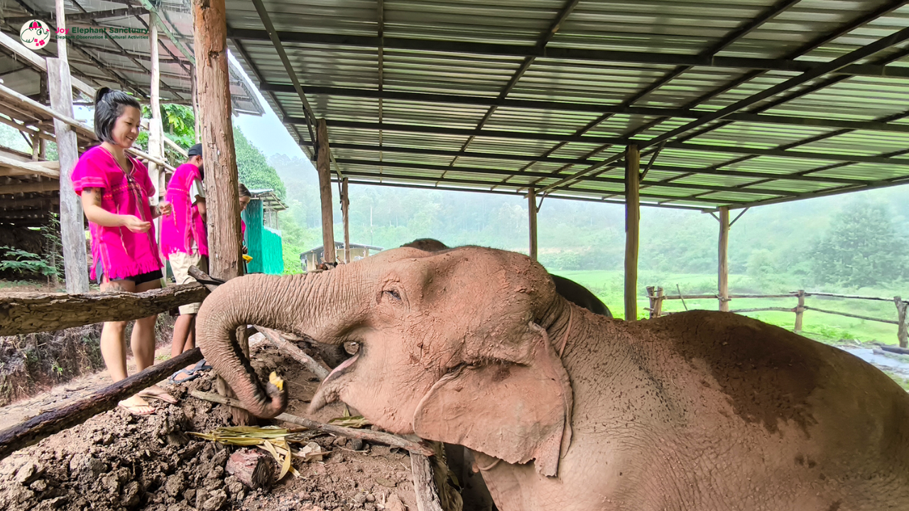 Joy Elephant Sanctuary